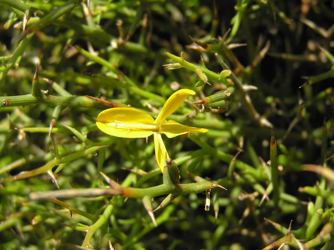 Genista corsica / Ginestra di Corsica